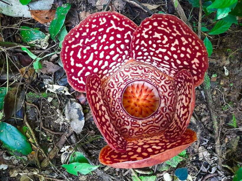 Tambunan: Rafflesia Flower Trekking with Rustic Lunch - How the day unfolds