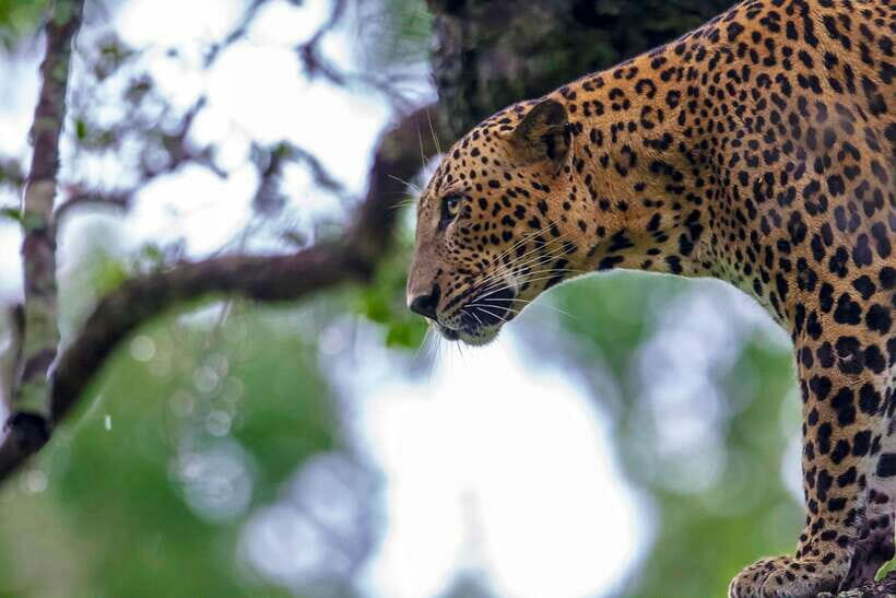 Tangalle/Hiriketiya: Yala National Park Safari in a 4x4 - The Experience of the Drive