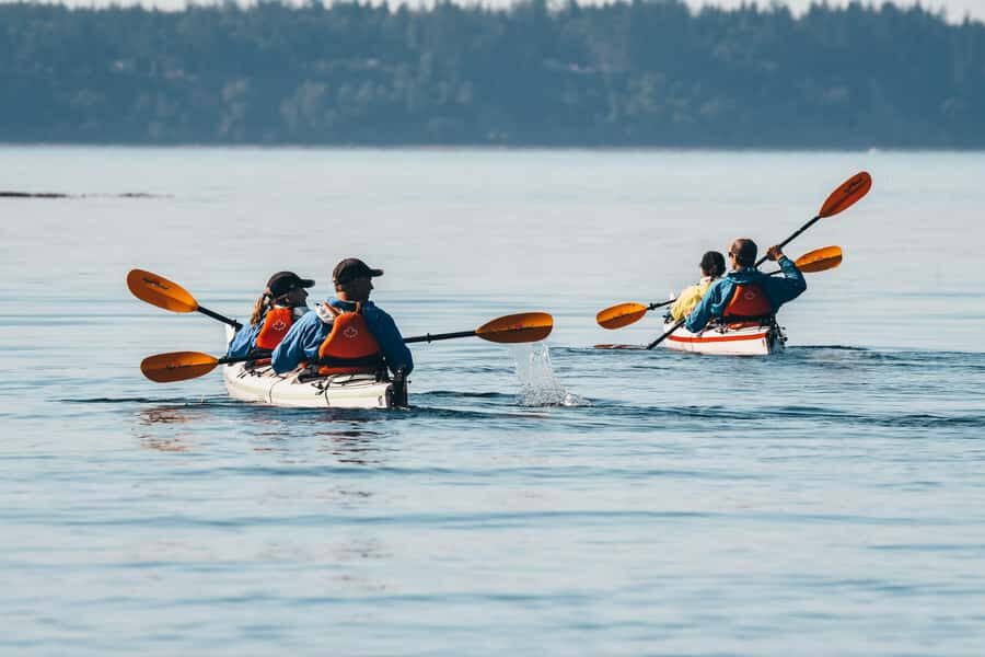 Telegraph Cove: Full-Day Trip Kayaking Tour - The Value of Guided Kayaking in Telegraph Cove