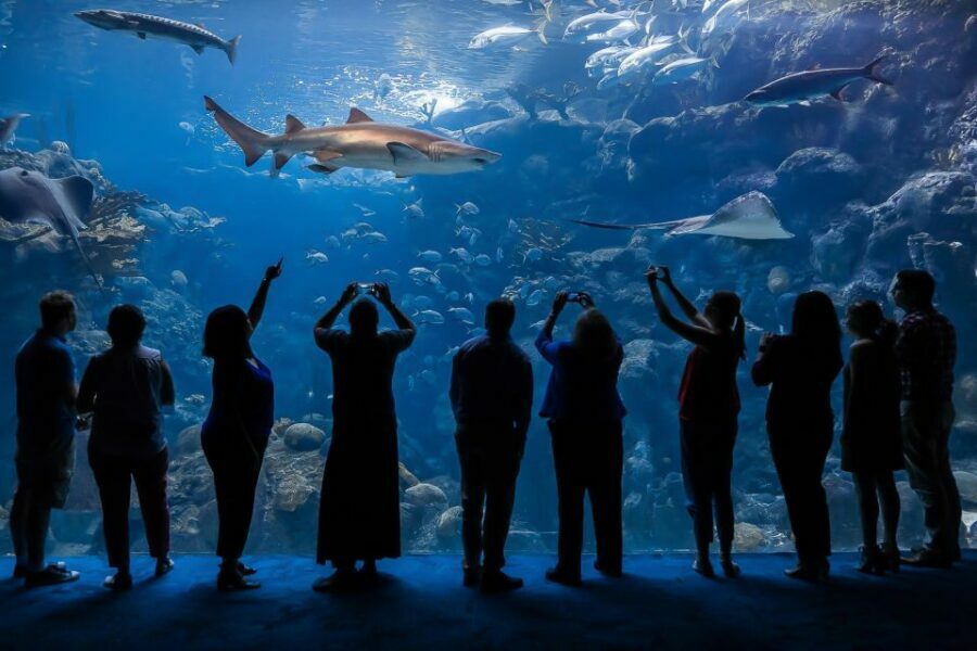 The Florida Aquarium Ticket - The Practical Side: Tickets, Accessibility, and Amenities