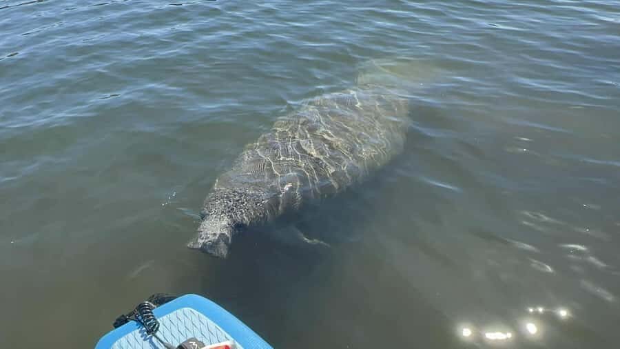 Three Sisters Clear Kayak and Snorkeling Manatee Tour - Who Will Love This Tour?