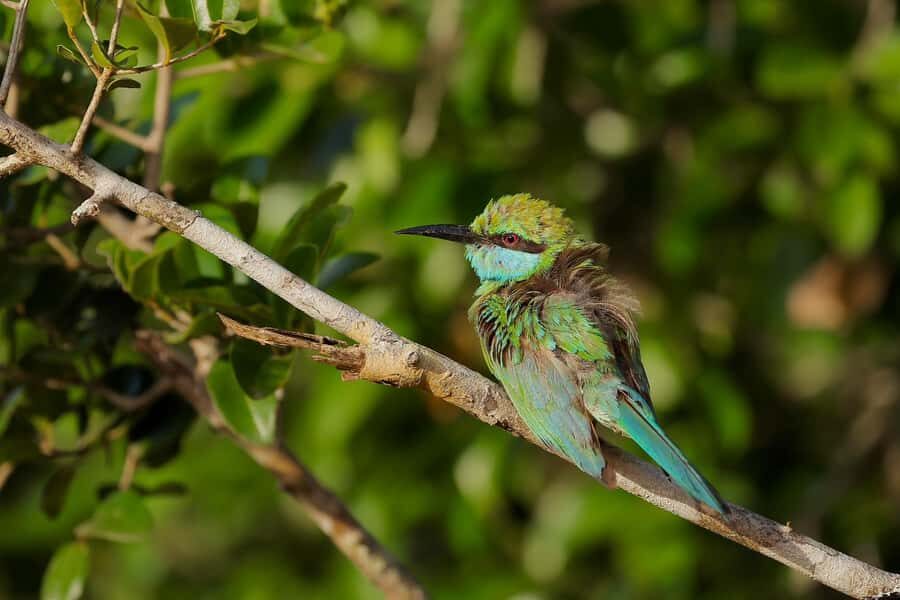 Tissamaharama: Explore birds, Fruit bats & breakfast/Dinner - Practical Details