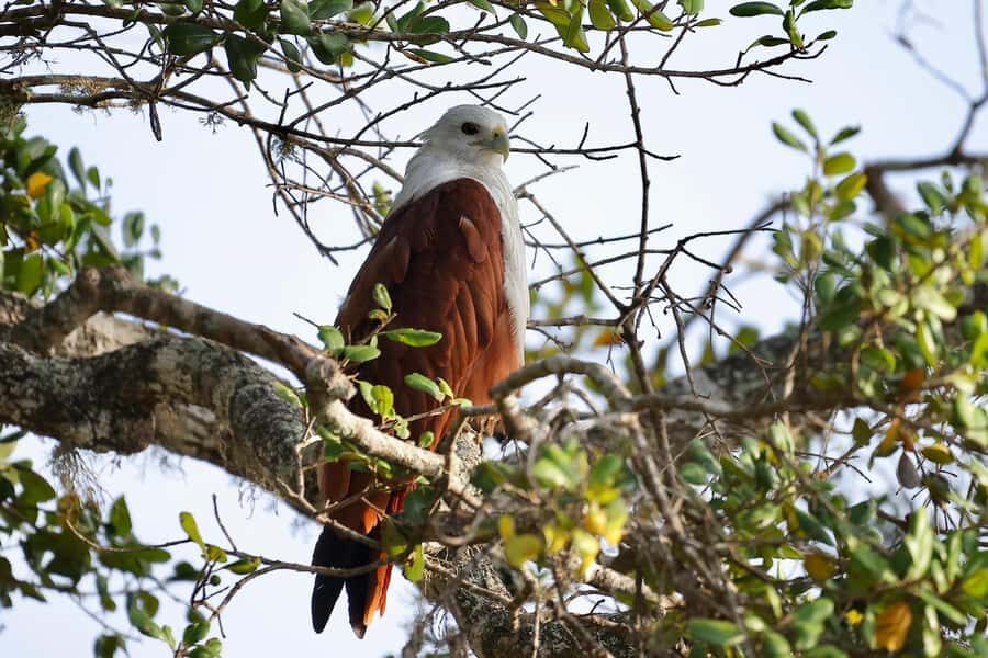 Tissamaharama: Free Dinner with Sunset Birdwatching - Practical Details and Logistics