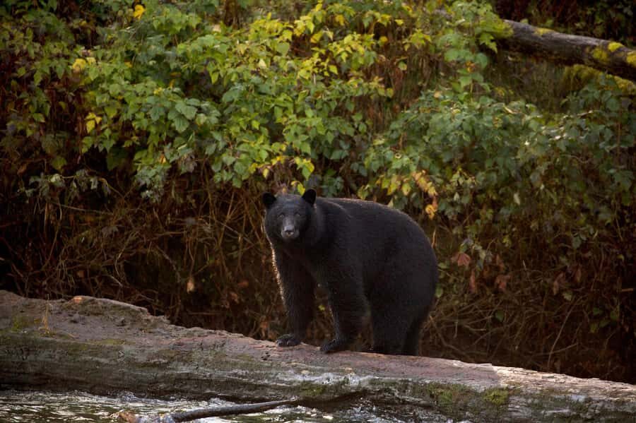 Tofino: Bear Watching Boat Tour with Nature Guide - The Reviews: Real Experiences from Fellow Travelers