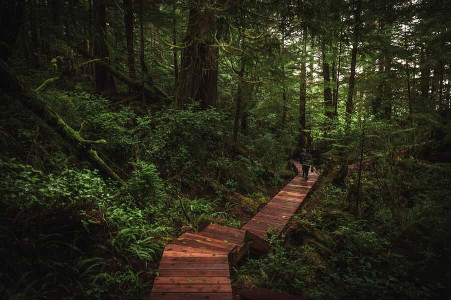 Tofino: Hot Springs Cove Tour with Wildlife Cruise - Who Will Love This Tour?