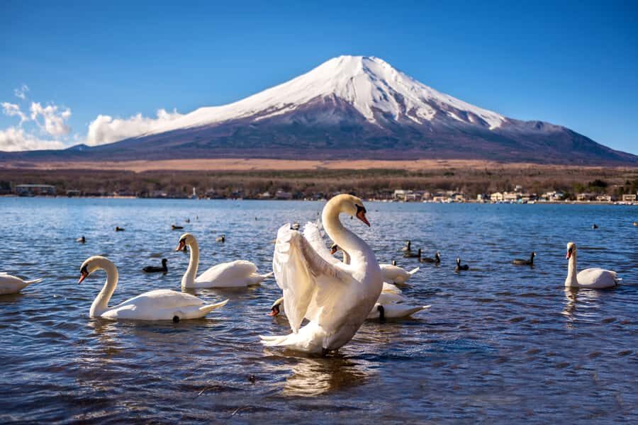 Tokyo: Mt Fuji 6 Spots Tour, Lake Yamanaka, Lake Kawaguchi - Discovering Mount Fuji’s Many Facets