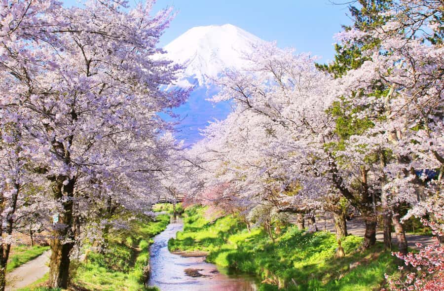 Tokyo: Mt Fuji & Oshino Hakkai & Lake Kawaguchi & Oishi Park - Who Will Love This Tour?
