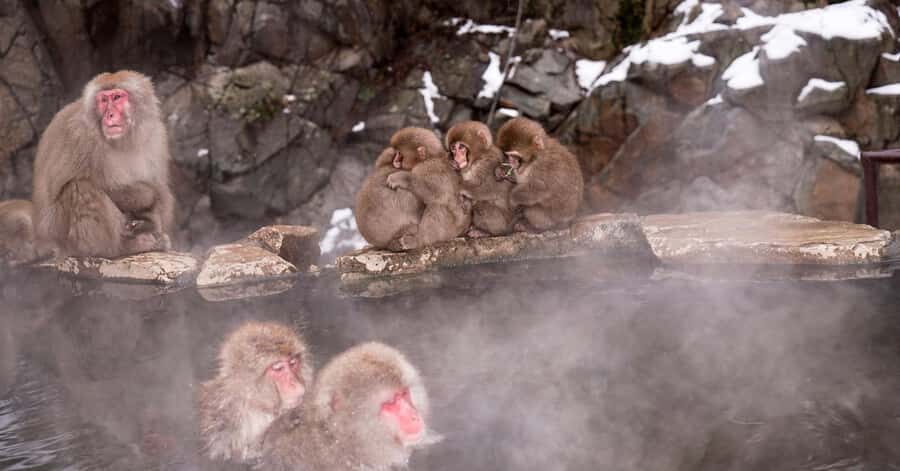 Tokyo: Nagano Snow Monkey and Zenkoji Temple Private Tour - Who Is This Tour Best For?