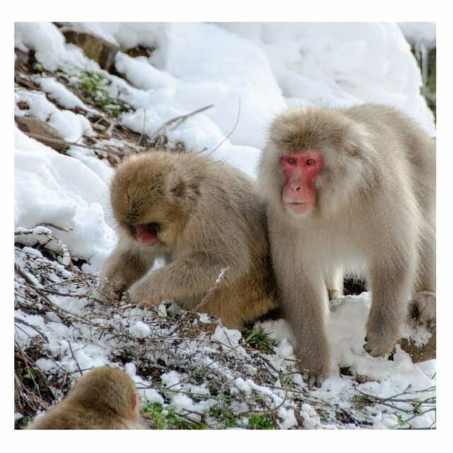Tokyo: Snow Monkey & Nagano Customiseable Private Day Tour - The Sum Up: Who Should Consider This Tour?