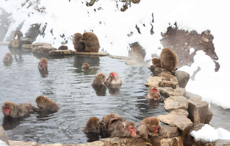 Tokyo: Snow Monkey Park & Nagano Highlights Private Trip - An In-Depth Look at the Tour Experience