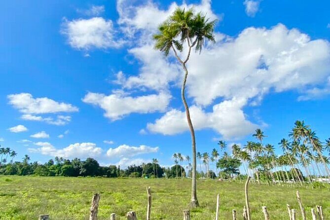 Tongatapu Island Tour - Who Will Get the Most Out of This Tour?