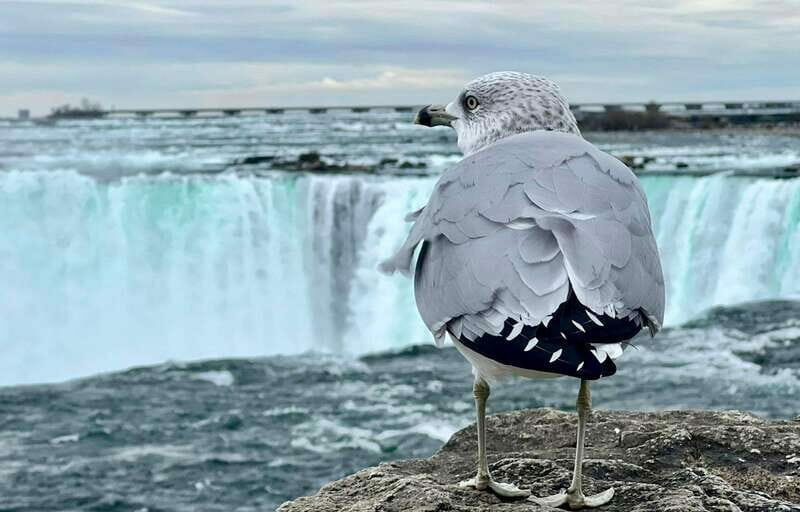 Toronto: Winter Niagara Falls Tour with Attractions Package - What the Reviews Tell Us
