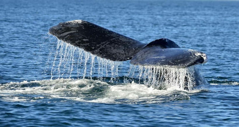 Trincomalee: Whale & Dolphin Safari Tour with Expert Guides - Who Should Book This Tour?
