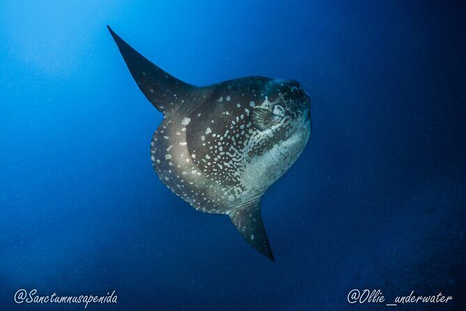 Try Scuba Diving for Beginners with manta rays (Non - Certified) - Practical Details: What You Need to Know