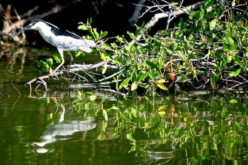 *Turtle Hatching + 3 Palos Lagoon Boat Ride & Crocs Farm - Who Will Love This Tour?