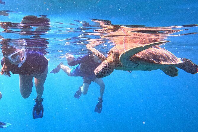 Turtle Snorkeling in Ishigaki - Fluent English! Small Group! - The Sum Up: Who Is This Tour Best For?