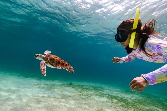 Turtle Snorkeling Tour in Tres Trapi, Aruba - What Makes the Experience Special