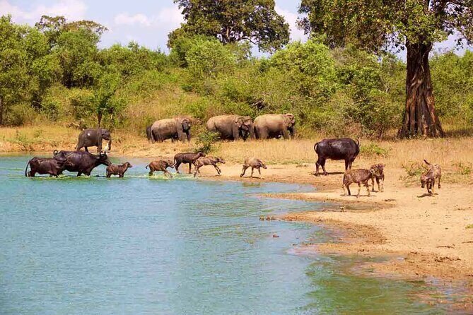 Udawalawa National Park All Inclusive Safari Tour from Hambantota - Why Choose This Safari? Key Benefits at a Glance