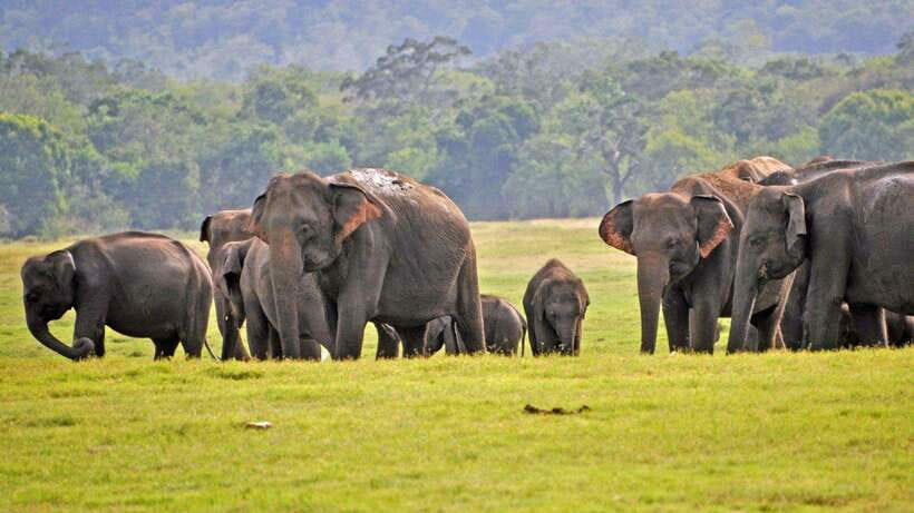 Udawalawa National Park Safari & Elephant Transit Home Tour - Deep Dive into the Itinerary