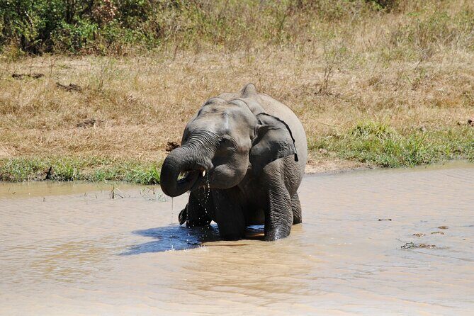 Udawalawe Elephant Safari: 3h Jeep Adventure (All Inclusive) - What Makes This Tour Stand Out?