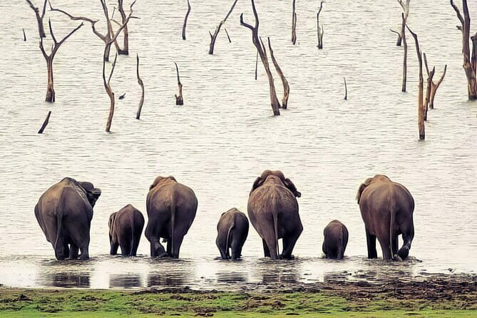 Udawalawe Elephant Safari and Orphanage Tour Shore Excursions - Who Should Consider This Tour?