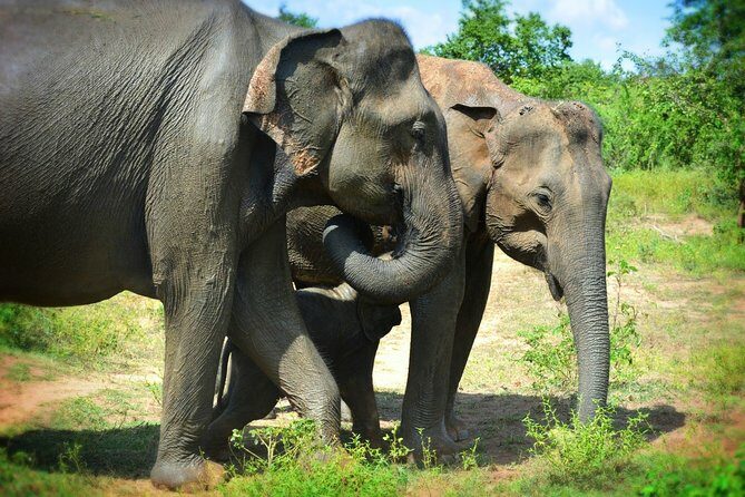 Udawalawe National Park 6-Hour Private Safari Tour - The Final Word