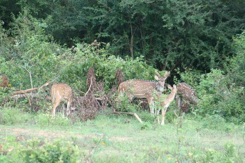 Udawalawe: National park safari & Elephant Transit Home Tour - The Sum Up