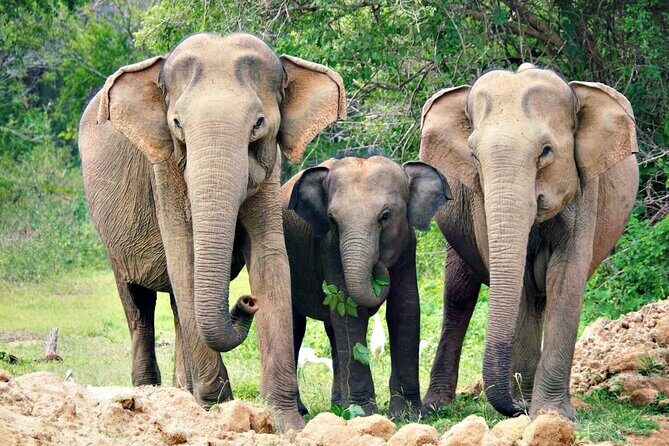Udawalawe National Park Safari | From Hambantota Port - What Do Travelers Say About the Experience?