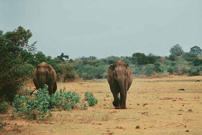 Udawalawe National Park Safari Tour - Why Travelers Keep Coming Back