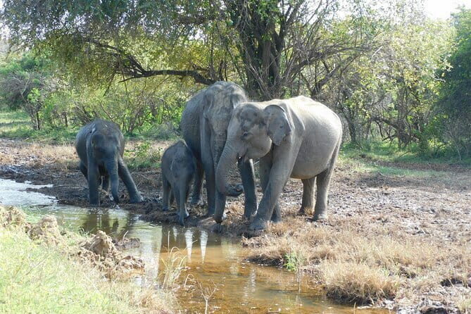 Udawalawe Safari & Baby Elephants Visit from Hambantota Port - Who Should Consider This Tour?