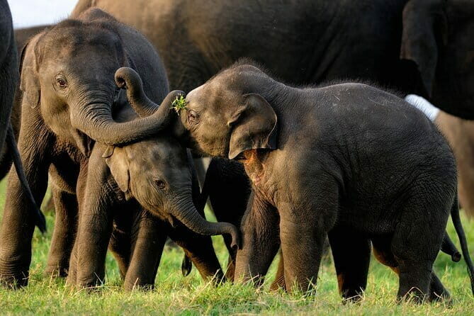 Udawalawe Safari & Elephant Orphanage visit from Hambantota port - Who is This Tour Best For?