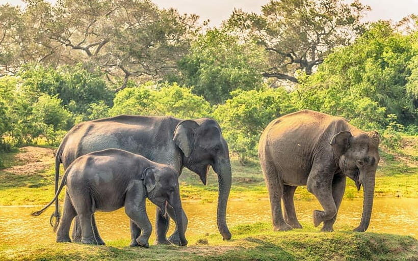 Udawalawe Safari Private Day Trip with Lunch - All Inclusive - What Makes This Tour Stand Out?