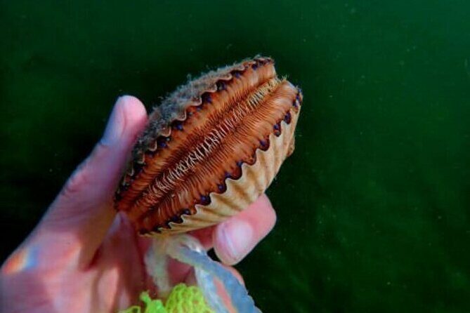 Ultimate Private Scalloping Adventure in Crystal River - Who This Tour Is Perfect For