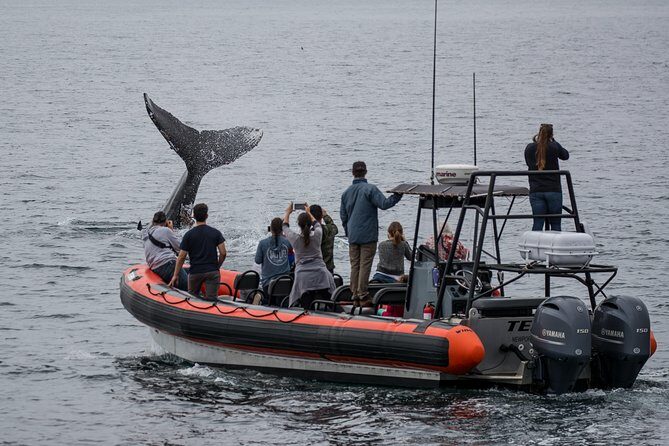 Ultimate Whale Watching Tour aboard the SuperRib: 24 People Max - Practical Tips for Booking and Enjoying Your Tour
