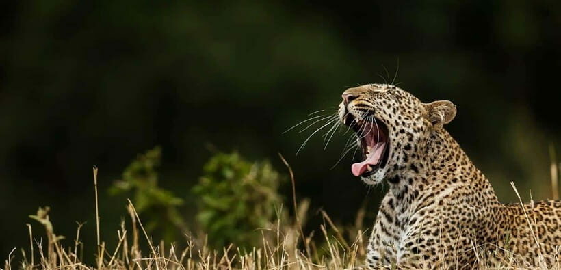 Value Tour: One Day Safari Trip to Yala & Udawalawe w/ Lunch - What to Expect at Yala National Park