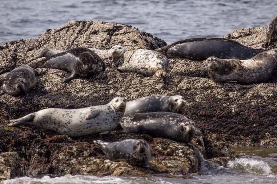 Vancouver: Morning Kayak & Seal Cruise - An In-Depth Look at the Vancouver Kayak & Seal Cruise Experience