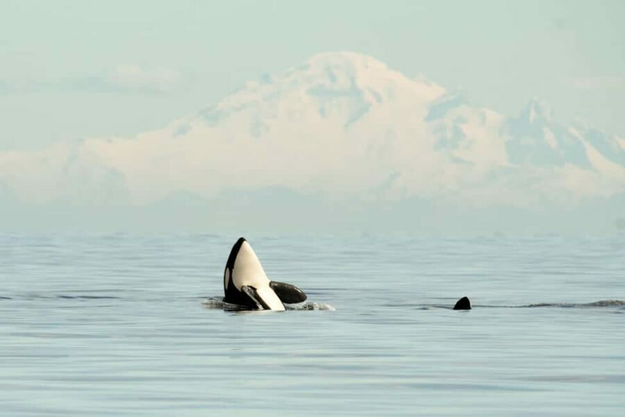 Vancouver: Zodiac Whale Watching Tour from Granville Island - Who Will Love This Tour?