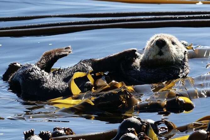 Victoria Whale Watching Tour by Zodiac - Who Should Consider This Tour?
