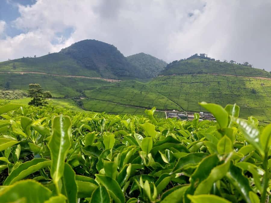 Volcano, Hot Spring, Mud Bath & Tea plantation all included - Exploring the Itinerary in Detail