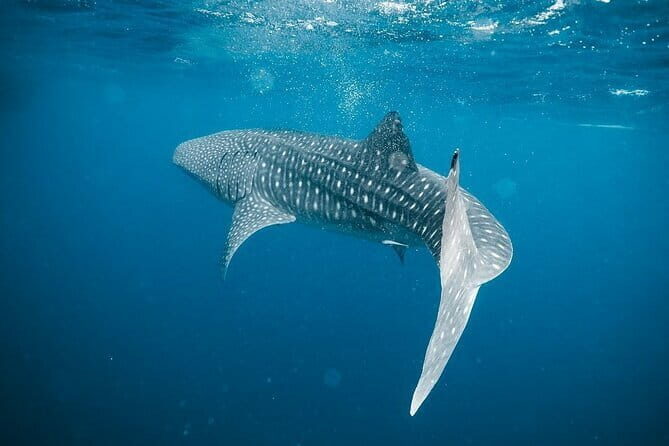 Whale Shark Adventure 2 Days 1 Night Sharing Trip - Practical Considerations and What to Expect