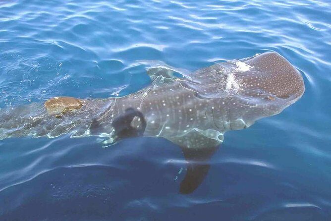 Whale Shark Group Adventure from Isla Holbox - The Value of the Experience