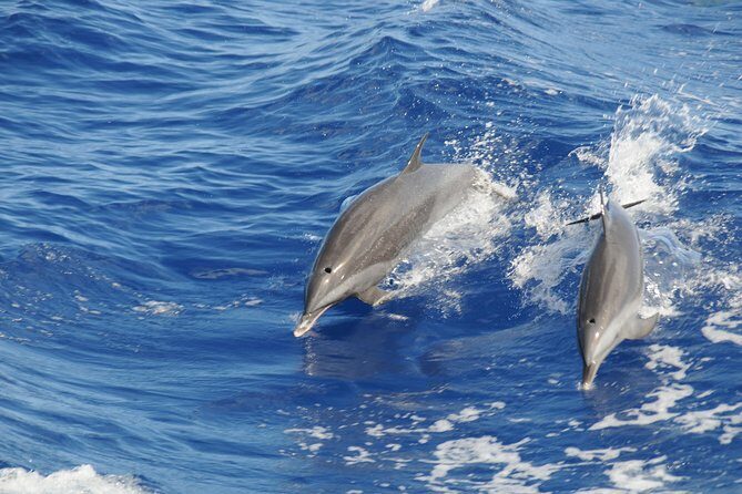 Whale Watching and Dolphin Spotting Cruise - Authentic Experiences from Traveler Feedback