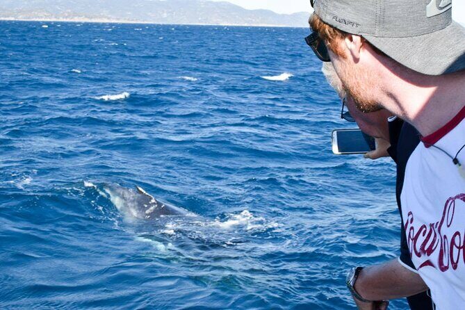 Whale Watching and Wildlife Cruise Townsville and Magnetic Island - The Authentic Experience: What You Can Expect