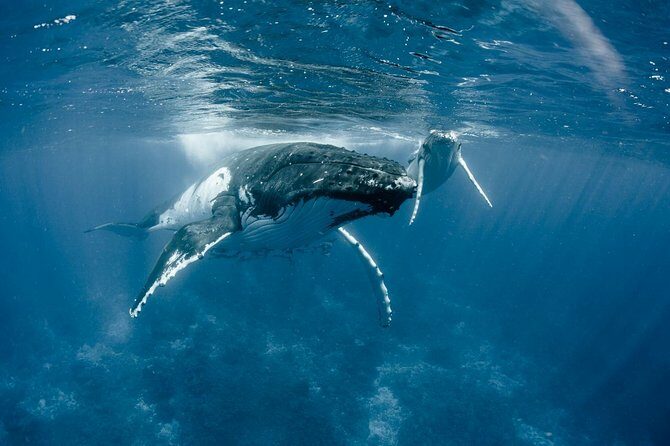 Whale Watching Bora Bora - Final Word