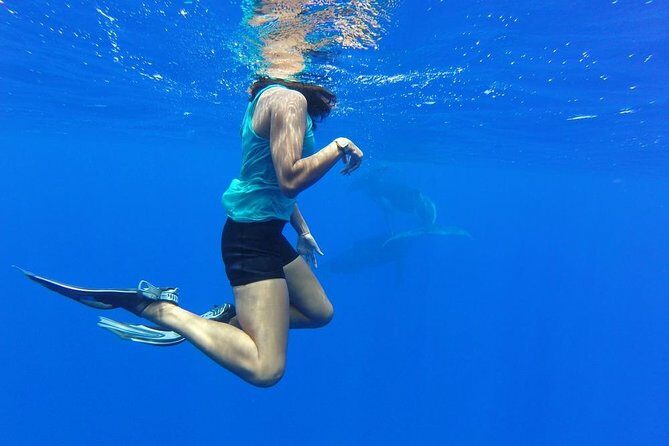 Whale Watching Tours in Bora Bora - The Realistic Expectations