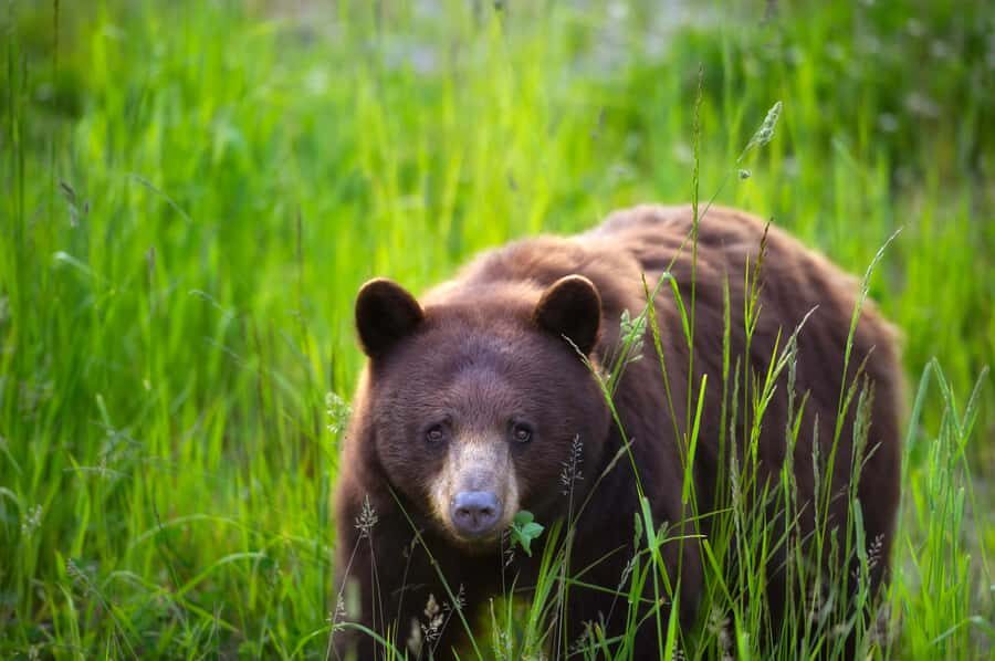 Whistler: Morning with the Bears Land Rover Scenic Excursion - The Itinerary: Off-Roading Through Whistler’s Wilderness