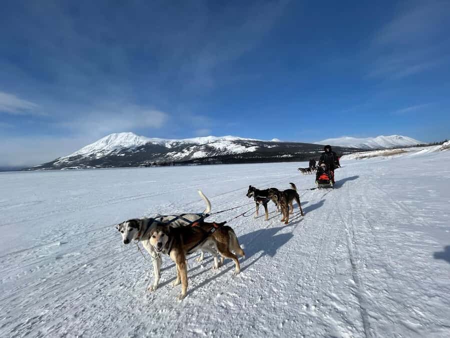 Whitehorse: Dog Sledding Adventure with Hot Cocoa - The Hands-On Mushing Experience