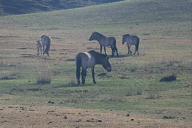 Wildlife Watching Day Tour at Hustai National Park - Who Should Consider This Tour?
