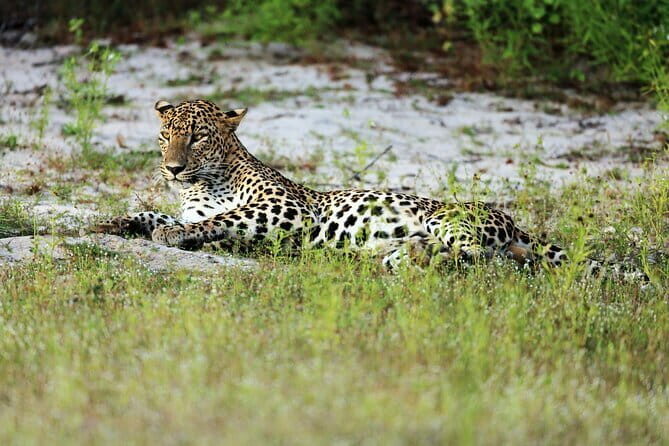 Wilpattu National Park | Private Safari - Who Should Book This Tour?