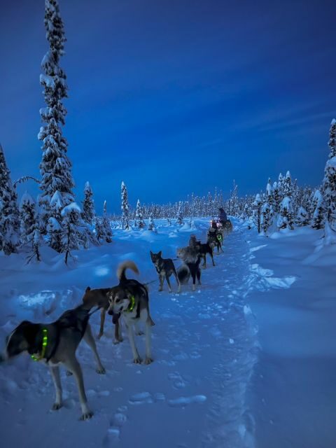 Winter Dog Sled Tour Day or Night Mush! - Why This Tour Stands Out